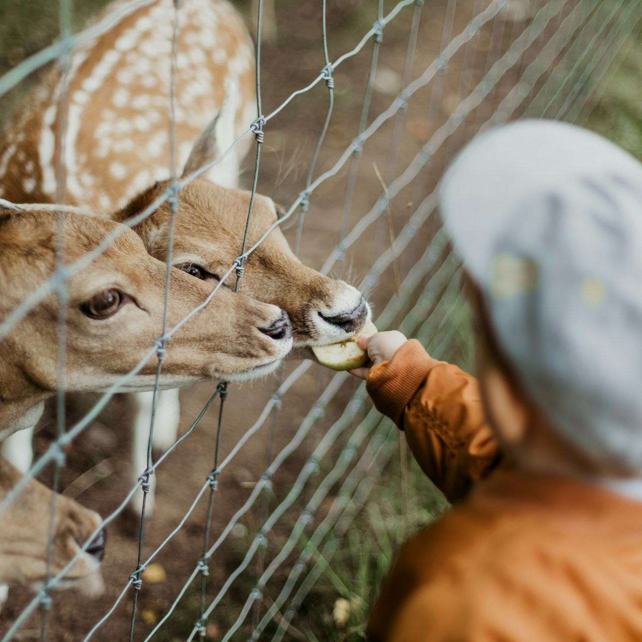 boy feeding brown deers during daytime