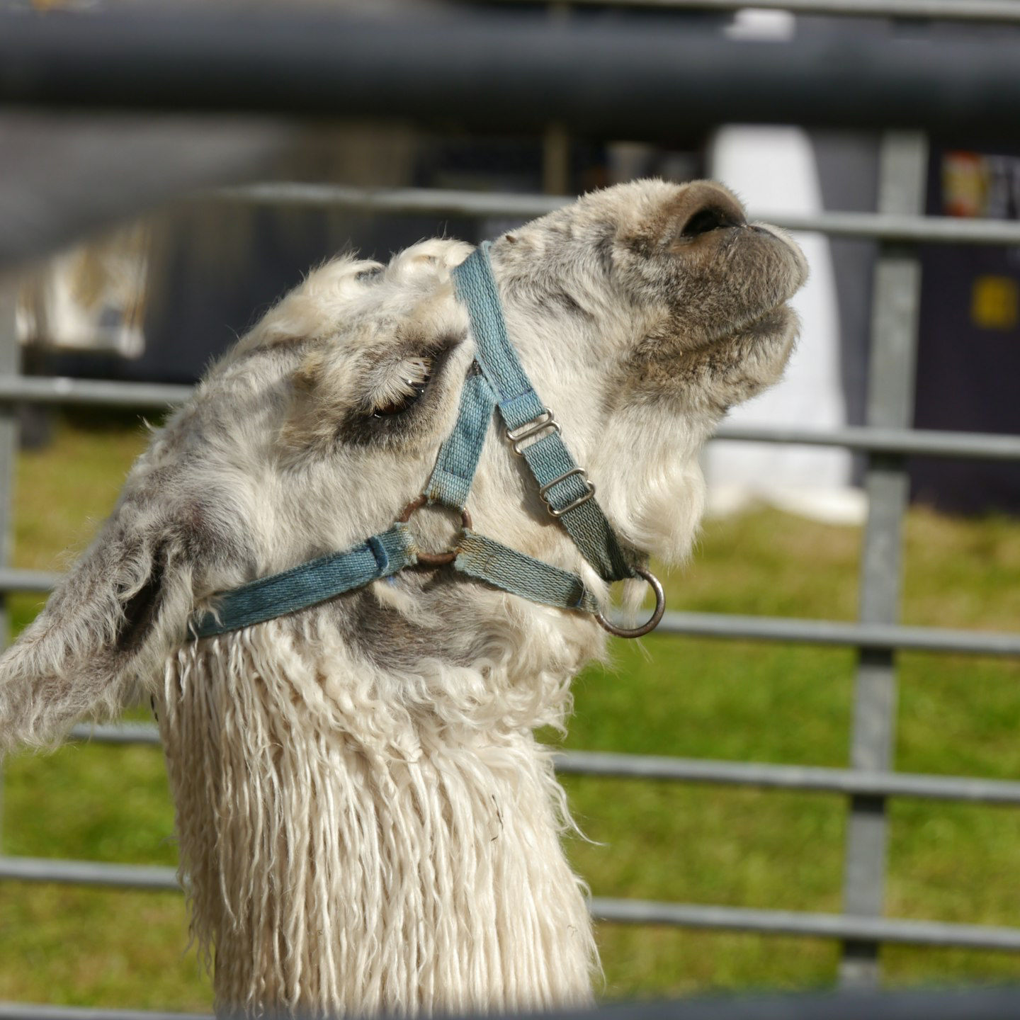 A close up of a llama behind a fence