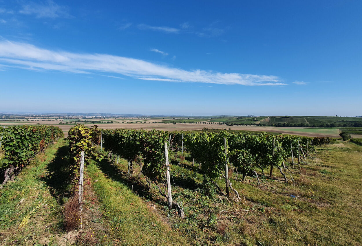 Weinreben Hotel Schlusshof Dolgesheim